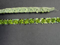Green sequin trim 15mm SP Haberdashery Auckland NZ