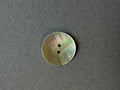 Natural acoya shell button SP Haberdashery Auckland NZ